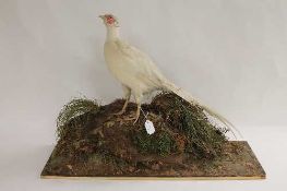 A taxidermy white pheasant on foliage base. CONDITION REPORT: Good condition.