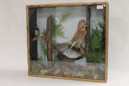 Three early twentieth century taxidermy display cases containing birds. (3) CONDITION REPORT: