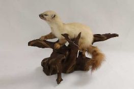 A taxidermy pine martin on a piece of wood. CONDITION REPORT: Good condition.