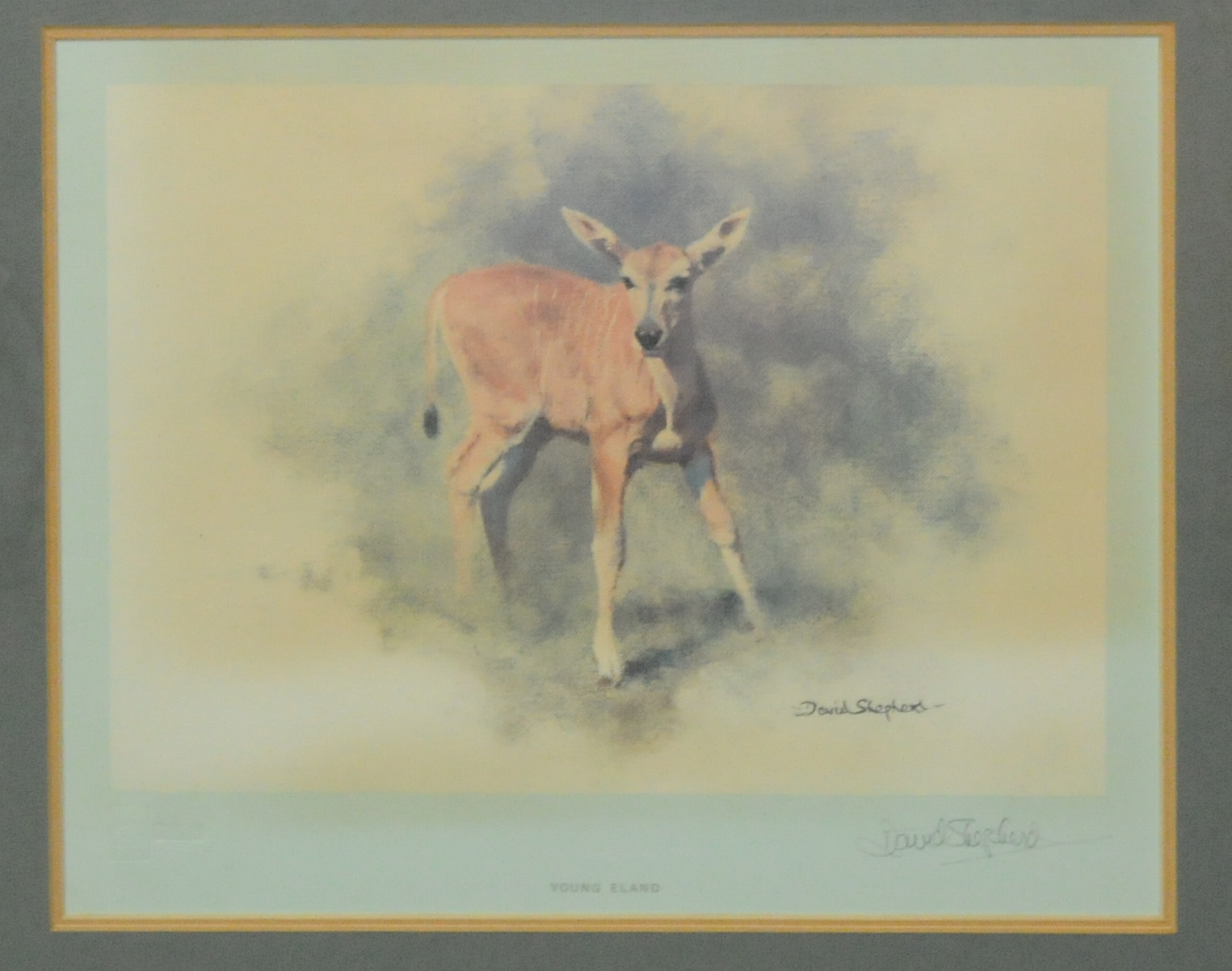 "Young Eland", a colour print after an original by David Shepherd, signed in pencil, 7¼" x 10".
