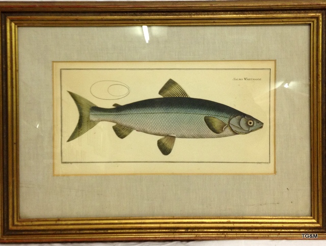 A Gilt framed hand coloured engraving of a Salmon by Carbnann
