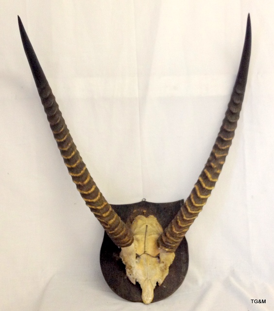 A pair of mounted Gazelle Horns 69cm long