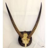 A pair of mounted Gazelle Horns 69cm long