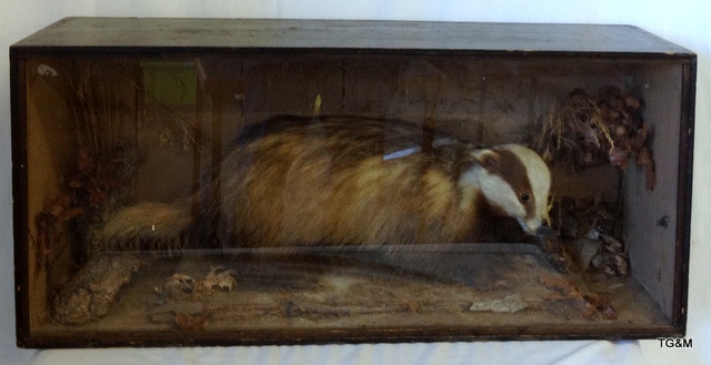 A cased taxidermy stuffed Badger - Image 2 of 2