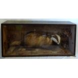 A cased taxidermy stuffed Badger