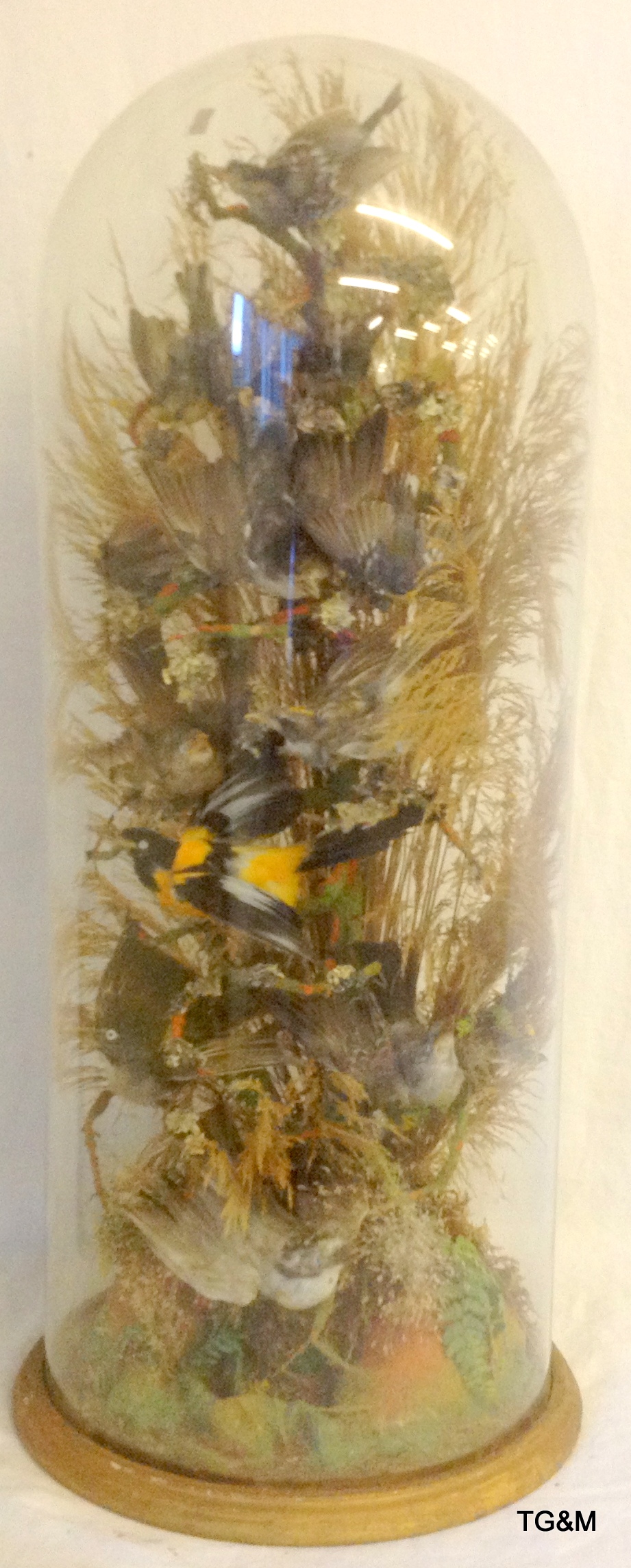Victorian group of taxidermy birds on base with glass dome cover