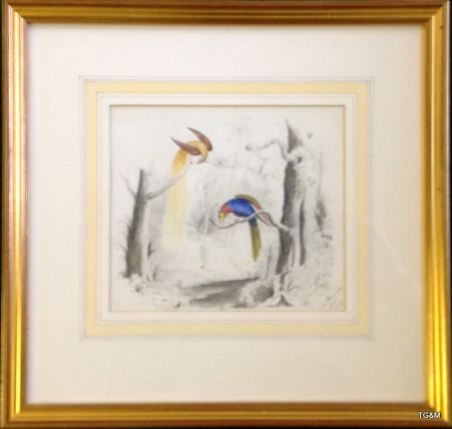 Framed pencil / watercolour drawing of birds of paradise by Laz Hammersby 1835, 34 x 33cm