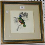British School - Studies of Parrots on Branches, a pair of watercolours with pencil, dated 'March