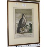 An 18th Century engraving with near period colour, 'Aquila', approx 30cm x 21cm, within a gilt