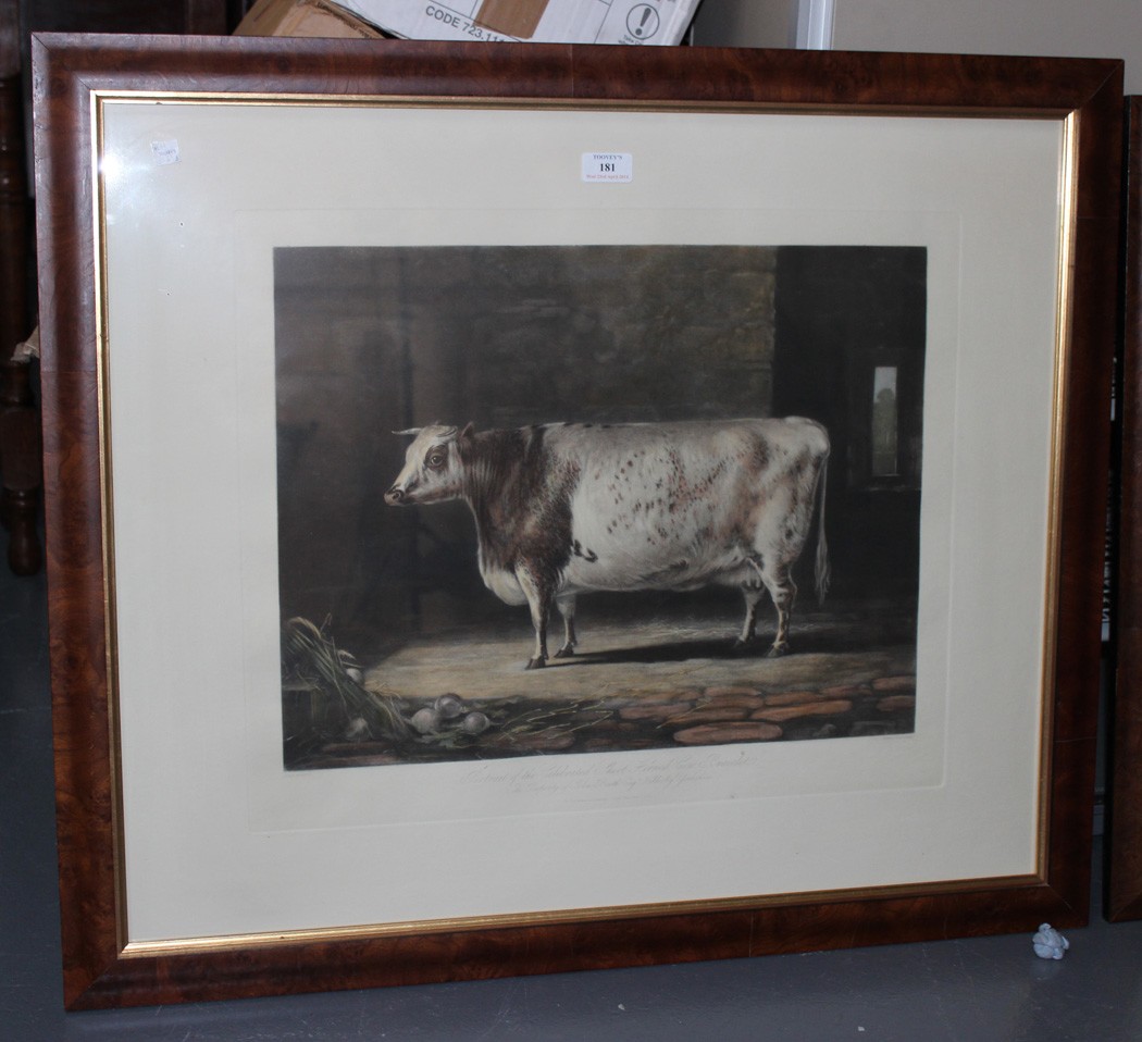 After Thomas Landseer - `Portrait of the Celebrated Short Horned Cow, Bracelet`, 20th Century colour