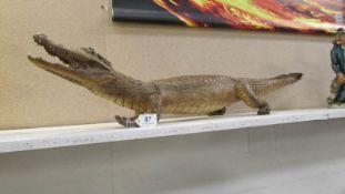 Taxidermy - a small alligator