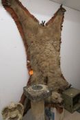 Early 20th C Bear Skin with Head