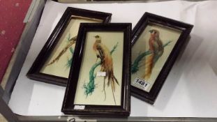 3 framed and glazed paintings of Birds with real feathers