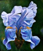 Iris 8 ½" x 7 ½" Oil on board Initialled and dated 1990 by Joseph Smedley