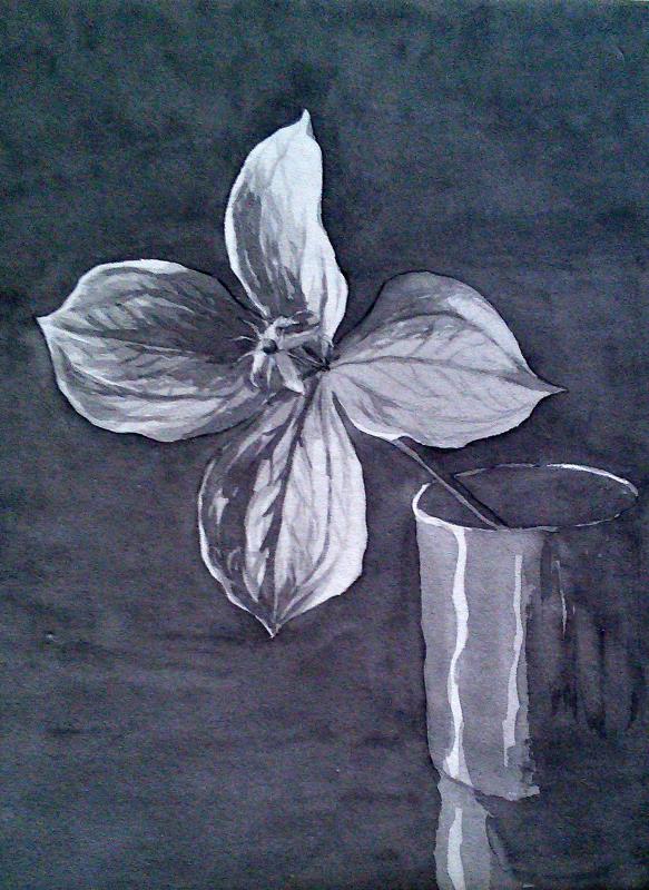 Orchid with Green Petals 16 ½" x 14 ½" Pencil and wash on paper Signed and dated 1948/50 by Joseph