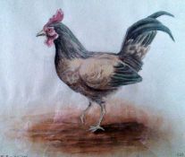 Bantam Cock Framed & glazed watercolour 9 ½" x 7 ¾" Signed and dated 1949 by Joseph Smedley