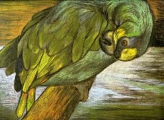 Amazon Parrot, Preening Framed & glazed Pastel on coloured paper 13 ½" x 10 ¾" Signed and dated 1969