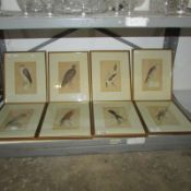 A set of 8 framed and glazed hand coloured engraving of birds of prey attributed to B Fawcett
