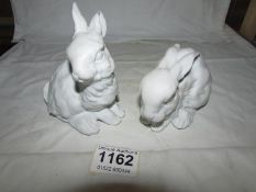 2 Kaizer rabbits