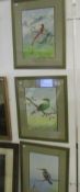 3 watercolours of exotic birds by P L Dangol, M D Dangol and  H L Dangol