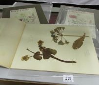 3 folders of pressed flowers from the Franklin White studio