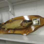 Taxidermy - A brown trout, 11lb 4oz, caught in New Zealand 1986 with framed fly