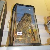 Taxidermy - a cased long eared owl (case distressed)