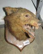 Taxidermy - A fox head on wooden shield