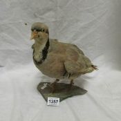 Taxidermy - a French partridge