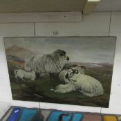 An oil on canvas of sheep (follower of Charles Jones) 14" x 16"