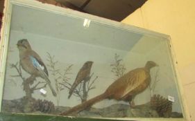 Taxidermy - a cased bird group including Jay