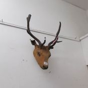 Taxidermy - A stag's head