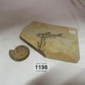 A fossilised fish and one other fissil