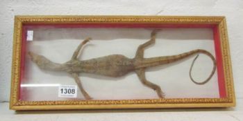 Taxidermy - A cased lizard