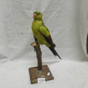 Taxidermy - a parakeet