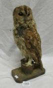 Taxidermy - a tawny owl