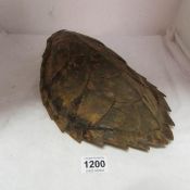 Taxidermy - a turtle shell