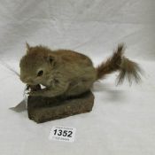 Taxidermy - A red squirrel