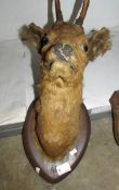 Taxidermy - A deer head on wooden shield