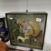Taxidermy - A cased squirrel and stoats
