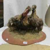 Taxidermy - 3 pheasants