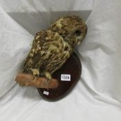 Taxidermy - an owl on branch