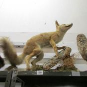 Taxidermy - a fox