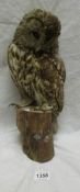 Taxidermy - a tawny owl