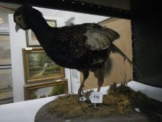 Taxidermy - a pheasant