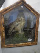 Taxidermy - a cased owl