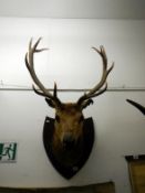 Taxidermy - a stags head