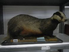 Taxidermy - a badger