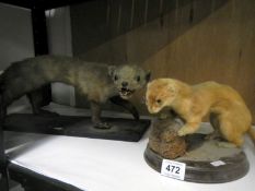 Taxidermy - A ferret and stoat