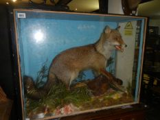 Taxidermy - a fox and pheasant
